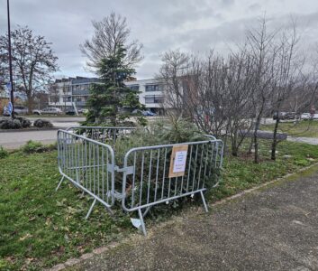 Ramassage des sapins après Noël